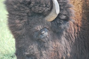 bisonprofile (2)