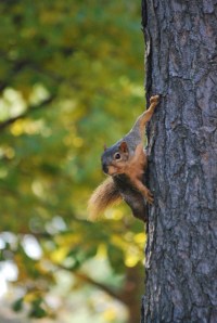 Squirrel!