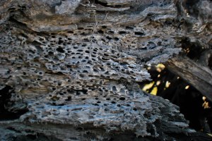 Driftwood detail