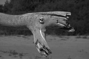 Our prehistoric driftwood with a dash of warpaint.  Or maybe...bird poop?